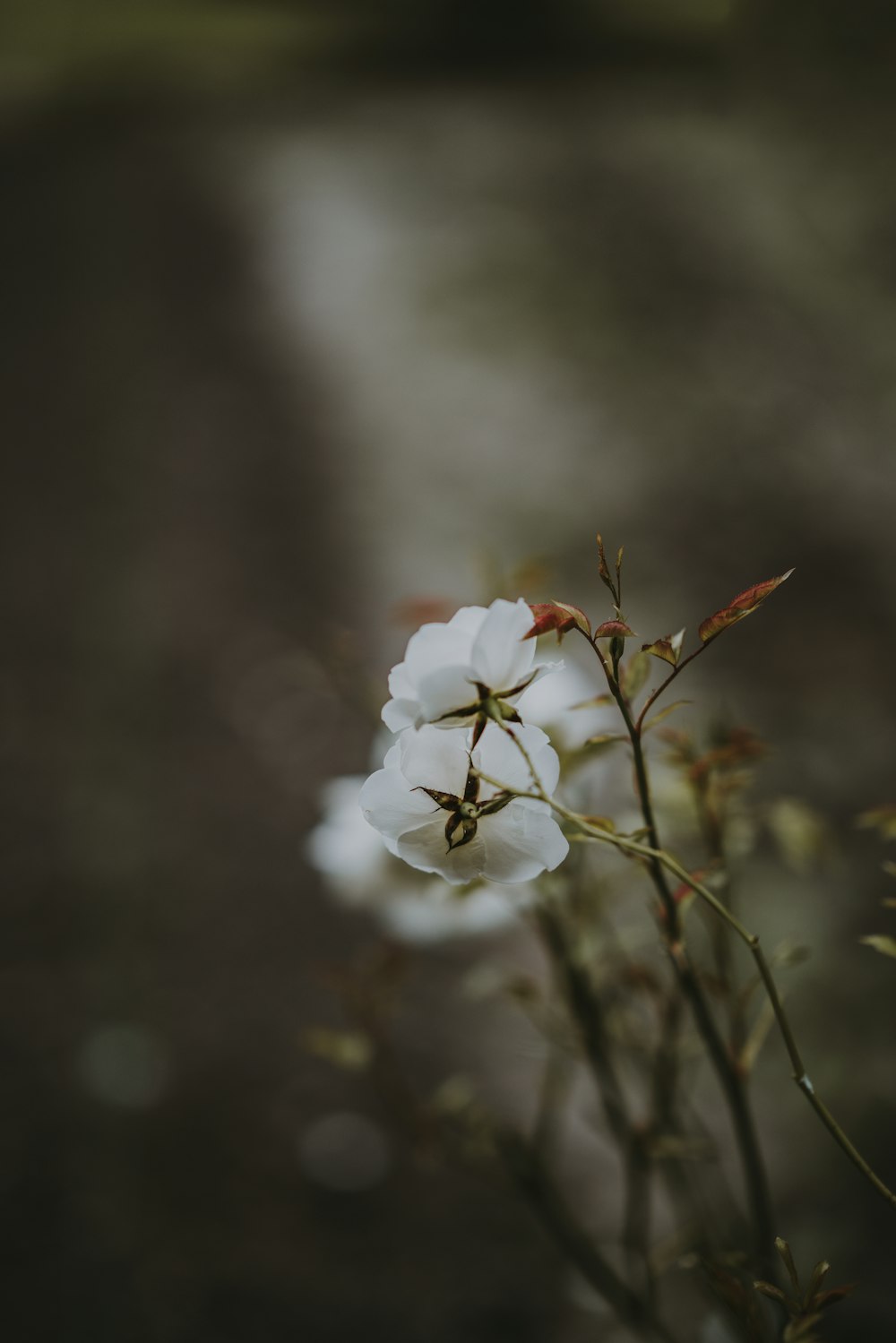 white petaled flower with green stem