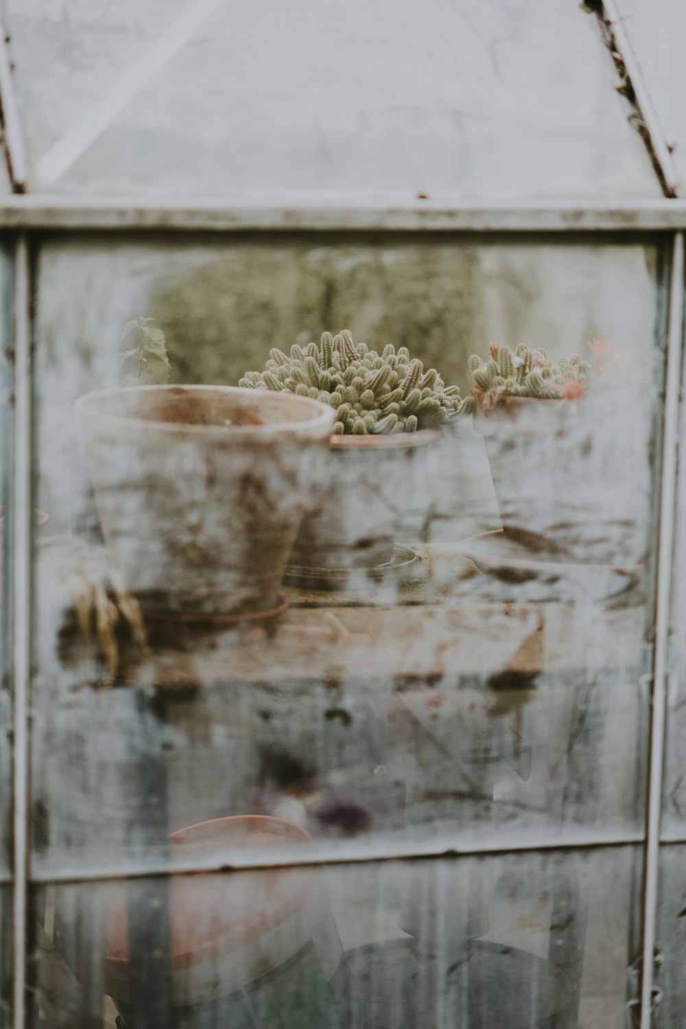 a potted plant sitting inside of a glass container