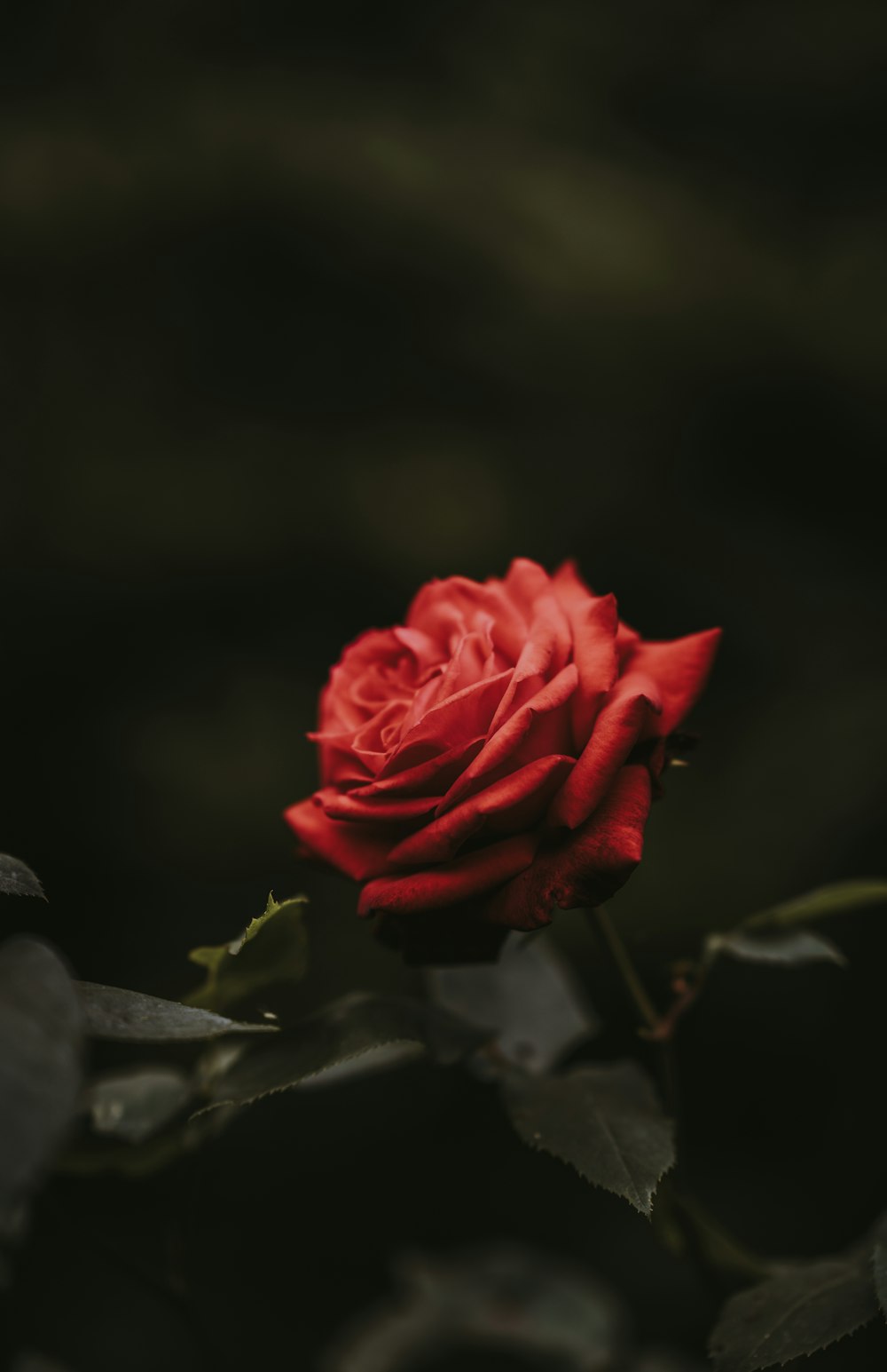 Nahaufnahme der roten Rosenblüte