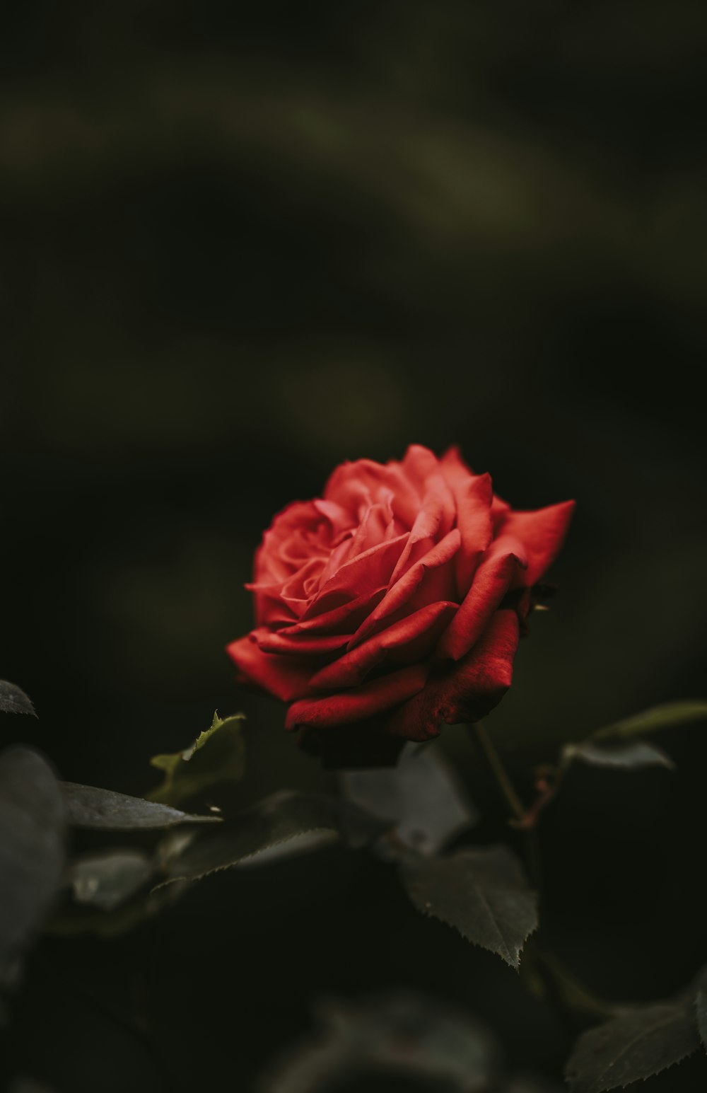 closeup photo of red rose flower