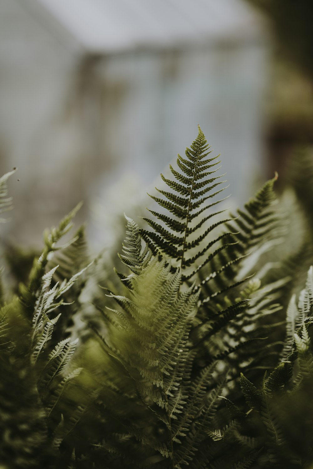 foto de foco seletivo da planta de samambaia verde durante o dia