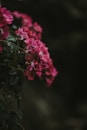 red clustered petaled flower in selective focus photography