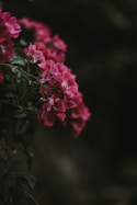 red clustered petaled flower in selective focus photography