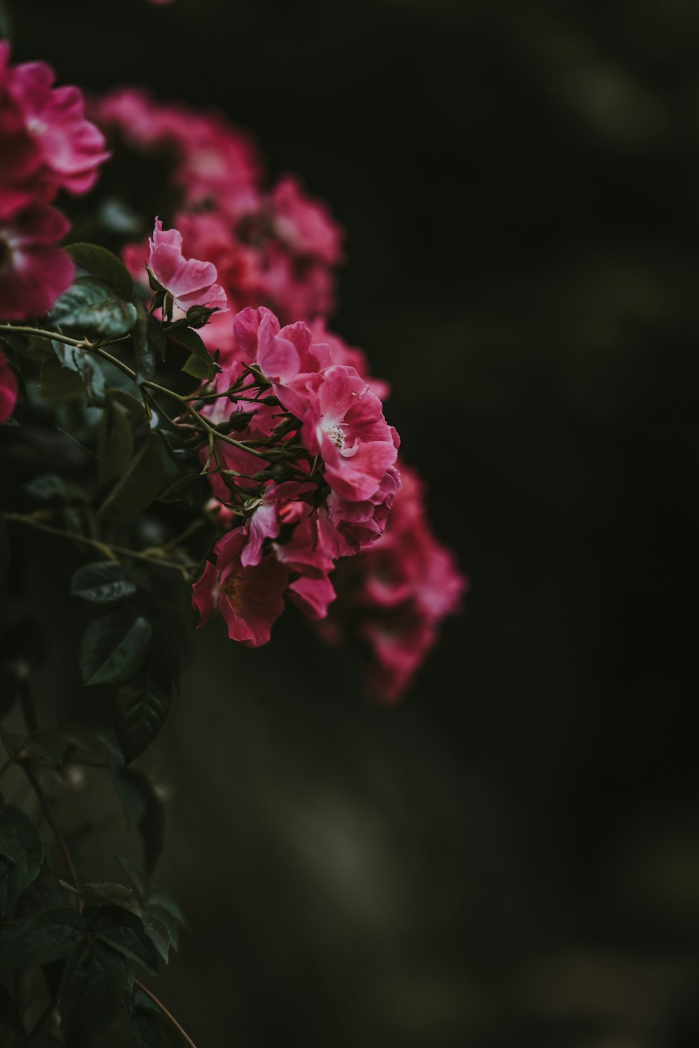 セレクティブフォーカス写真の赤いクラスター花びらの花