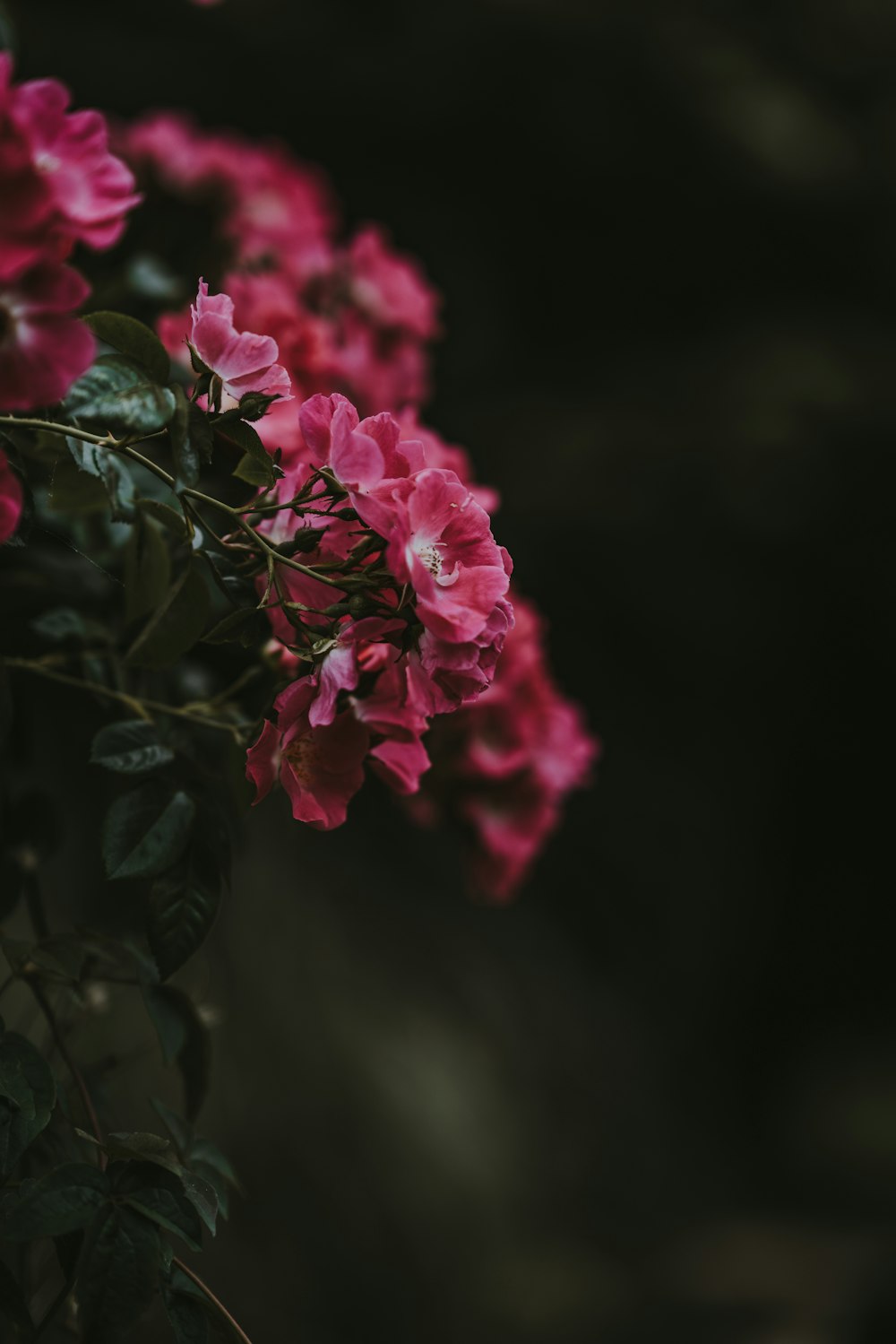 fleur à pétales grappés rouges dans la photographie sélective