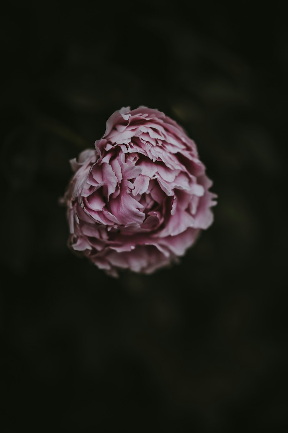 pink petaled flower