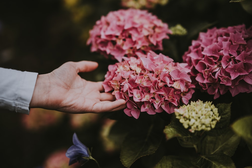 closeup photo of pink petaled flowers