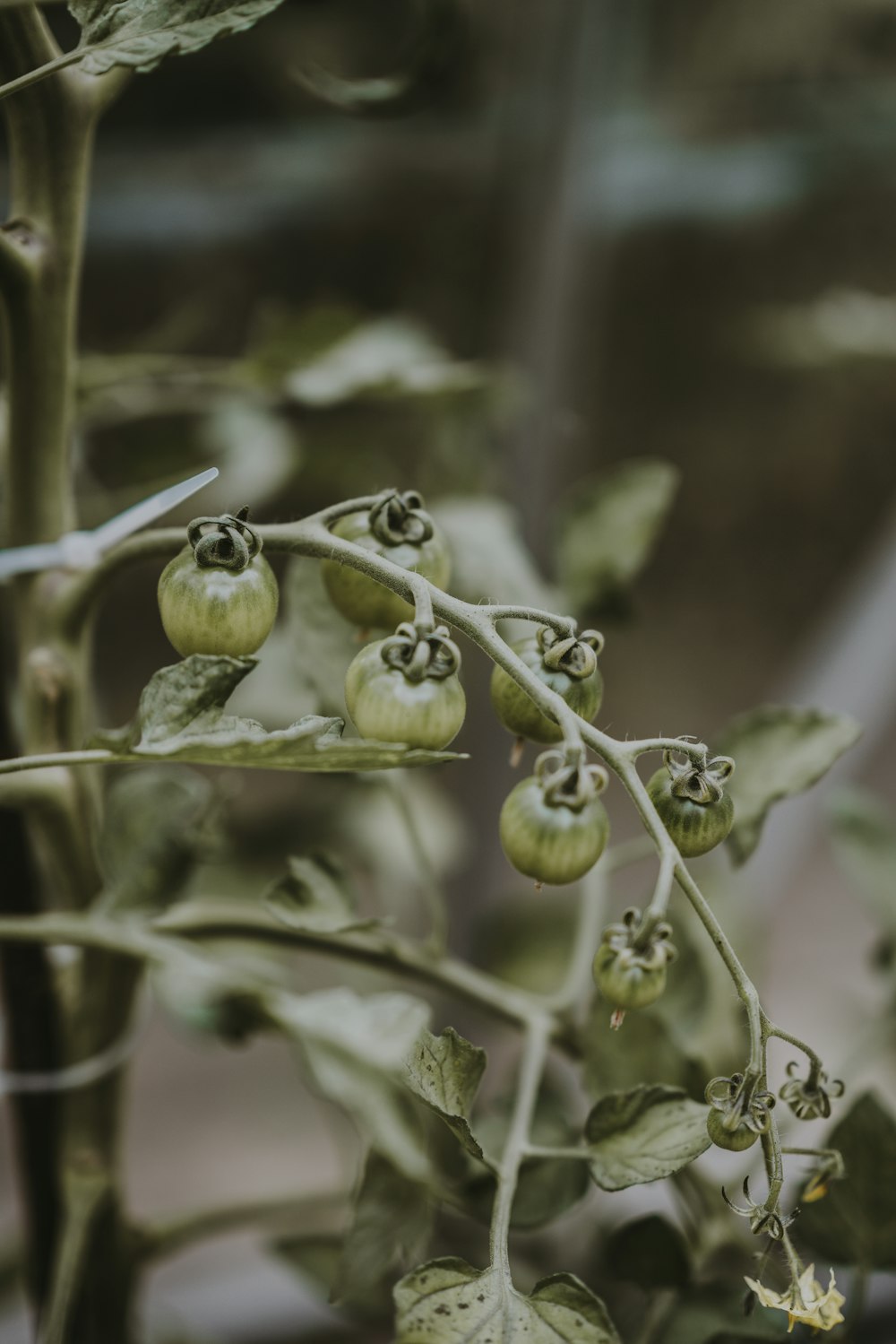 tomates vertes en photographie en niveaux de gris