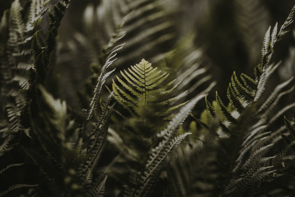 closeup photography of green fern plant