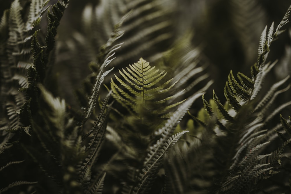 グリーンシダ植物のクローズアップ写真