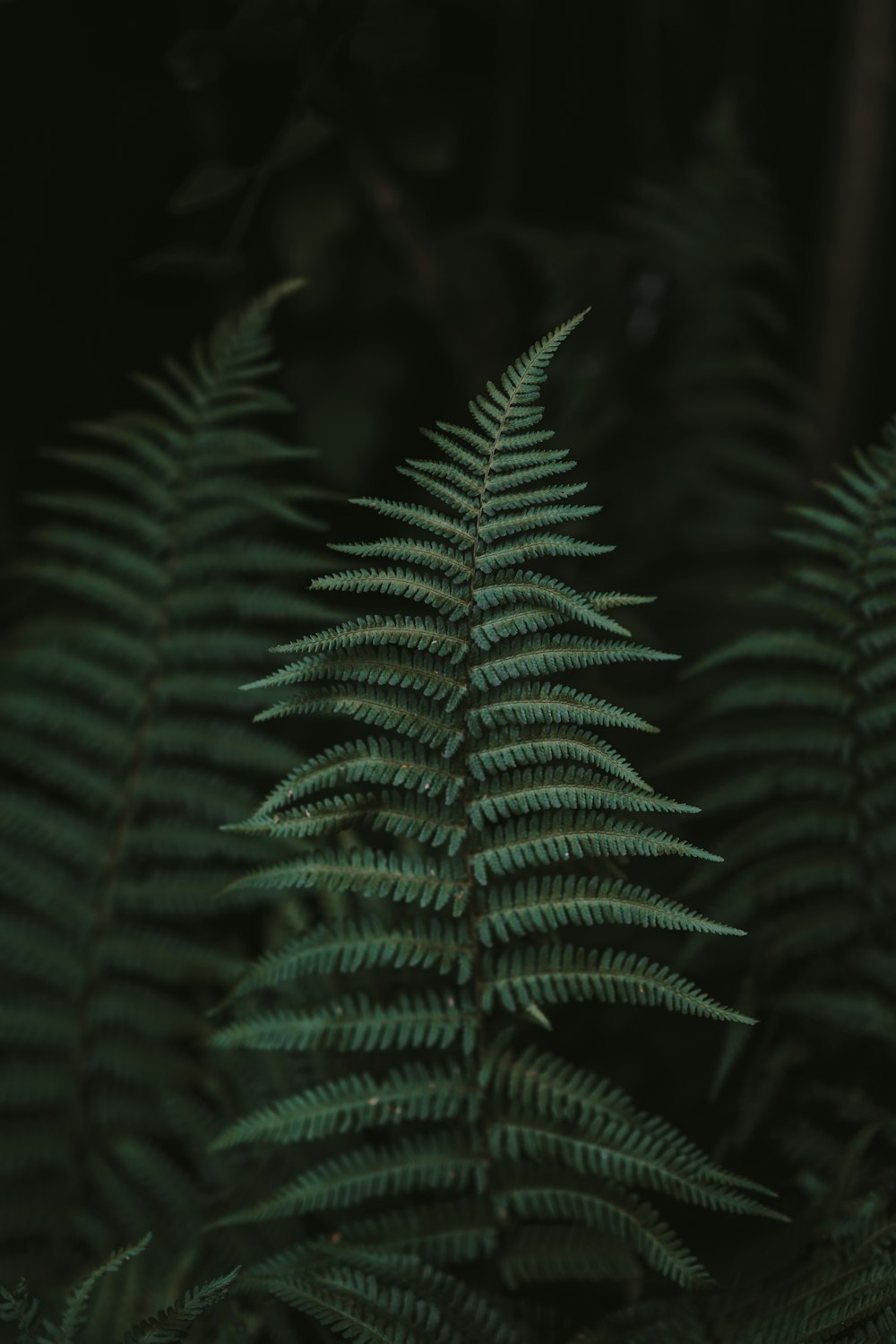 Plante de fougère verte