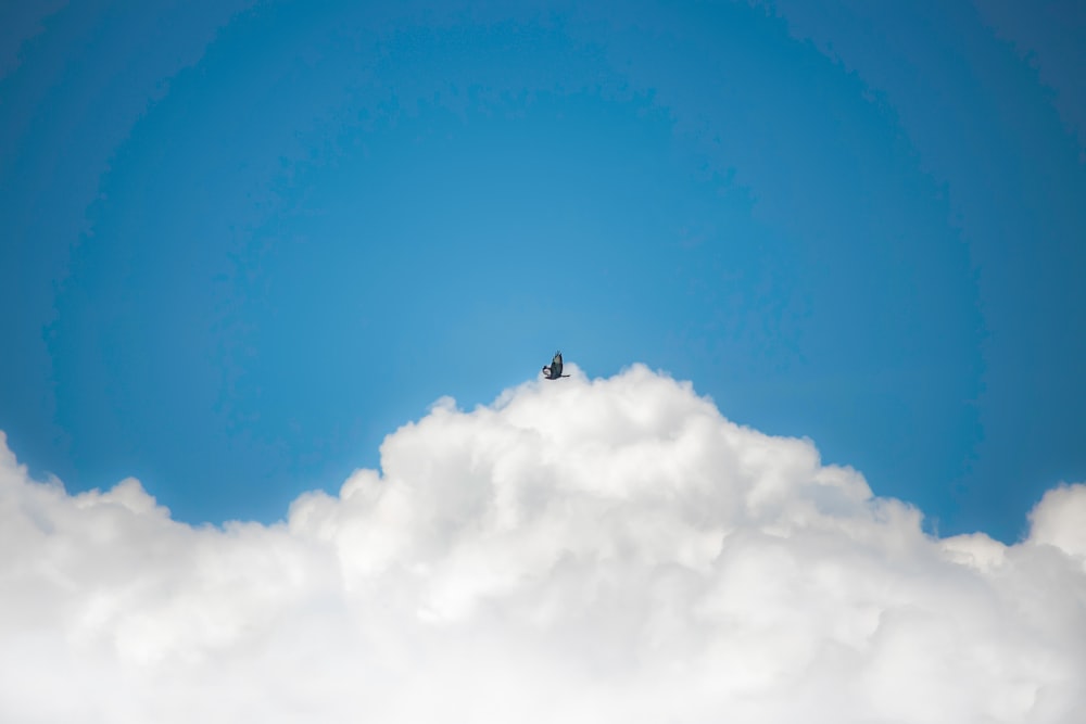 bird flying under blue cloudy sky