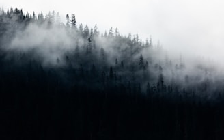 A quiet morning fog enveloping a dense forest in the Pacific Northwest.
