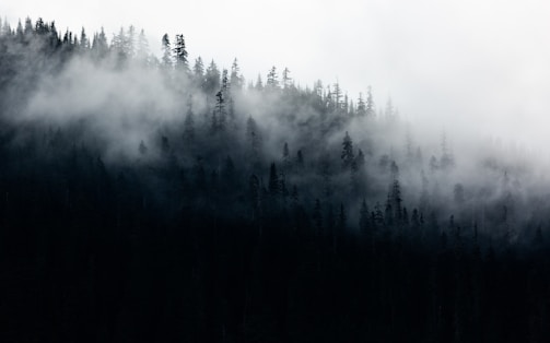 A quiet morning fog enveloping a dense forest in the Pacific Northwest.