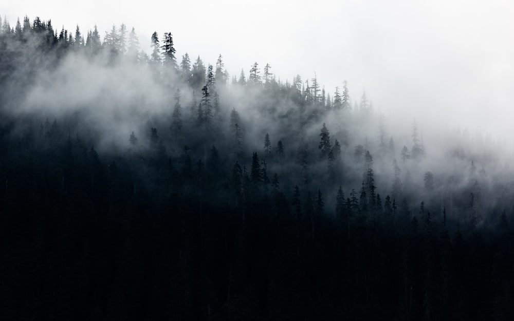 Grüne Bäume umgeben von Nebel