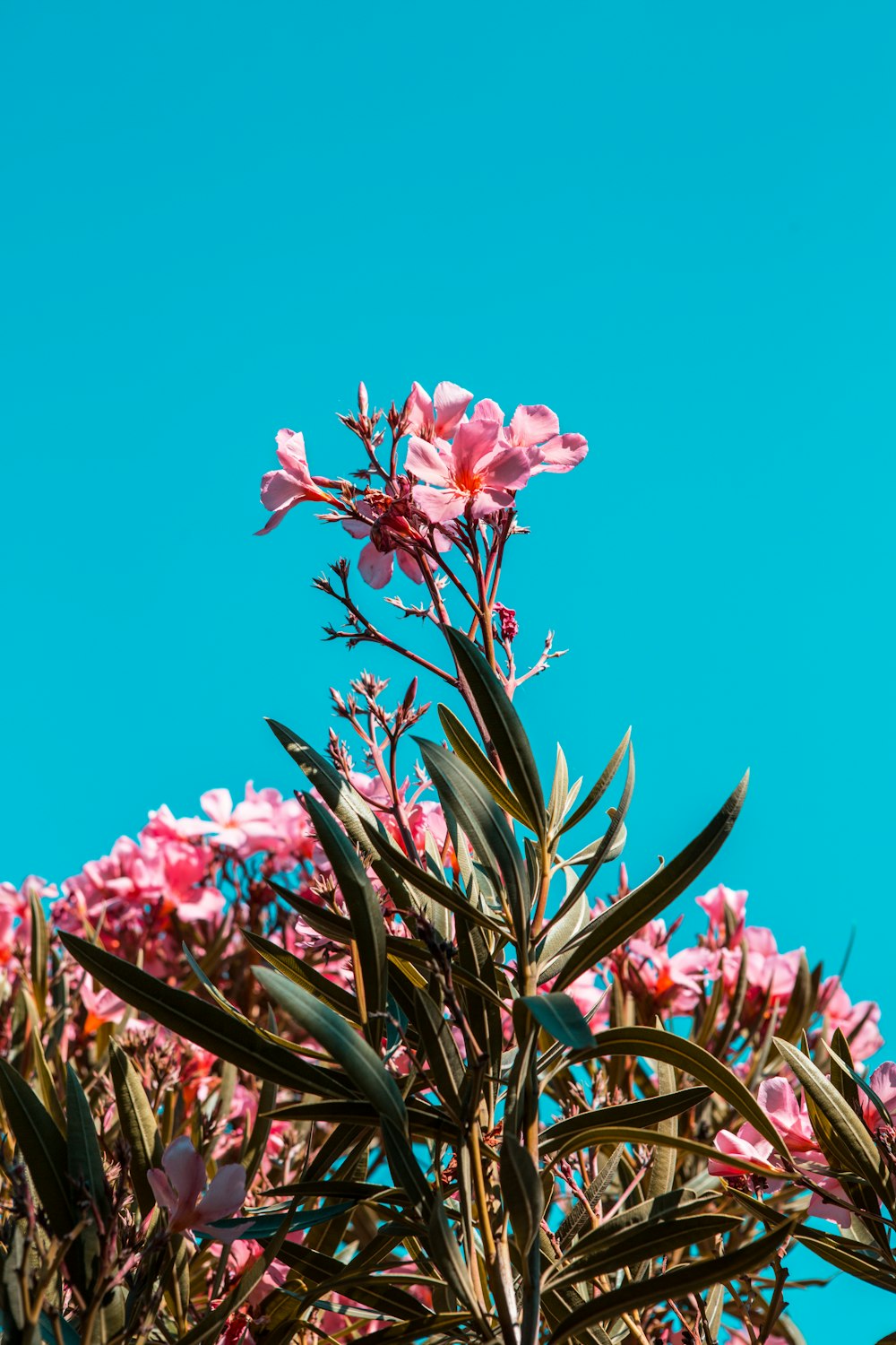 pink petaled flowers