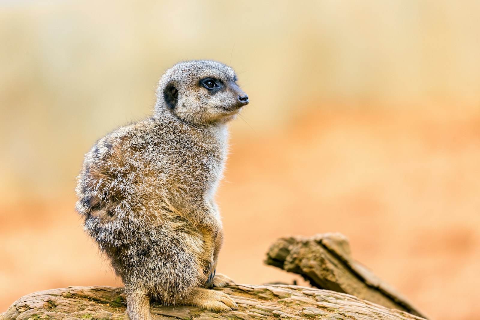 Canon EOS 6D + Canon EF 100-400mm F4.5-5.6L IS II USM sample photo. Meerkat photography