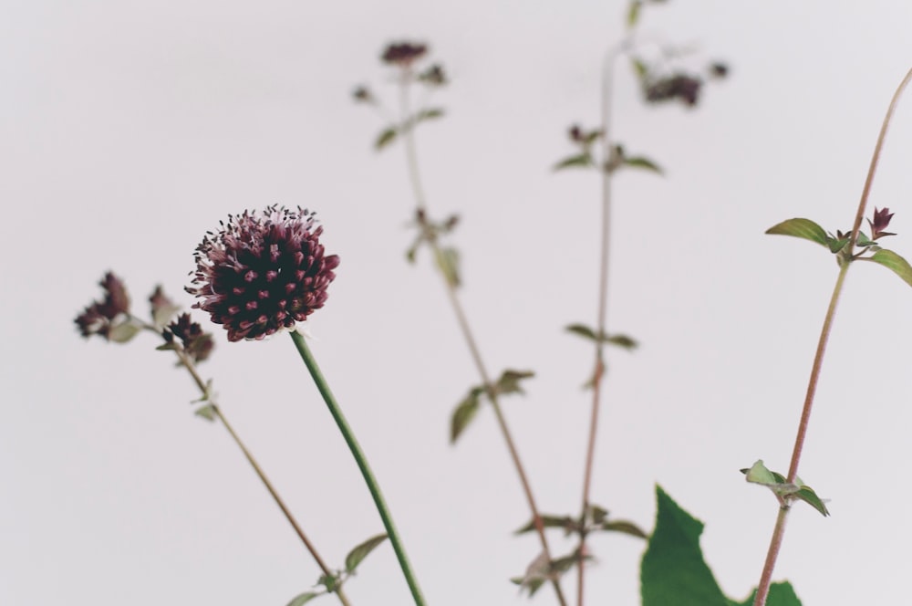 close up photography of maroon petaled flowers