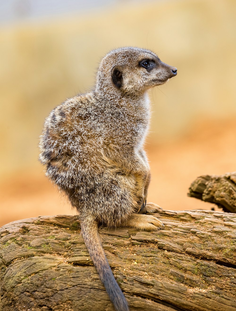 brown meerkat standing on wooden log