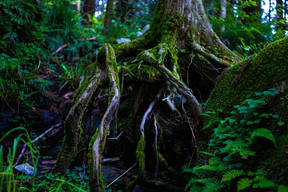 green leafed tree