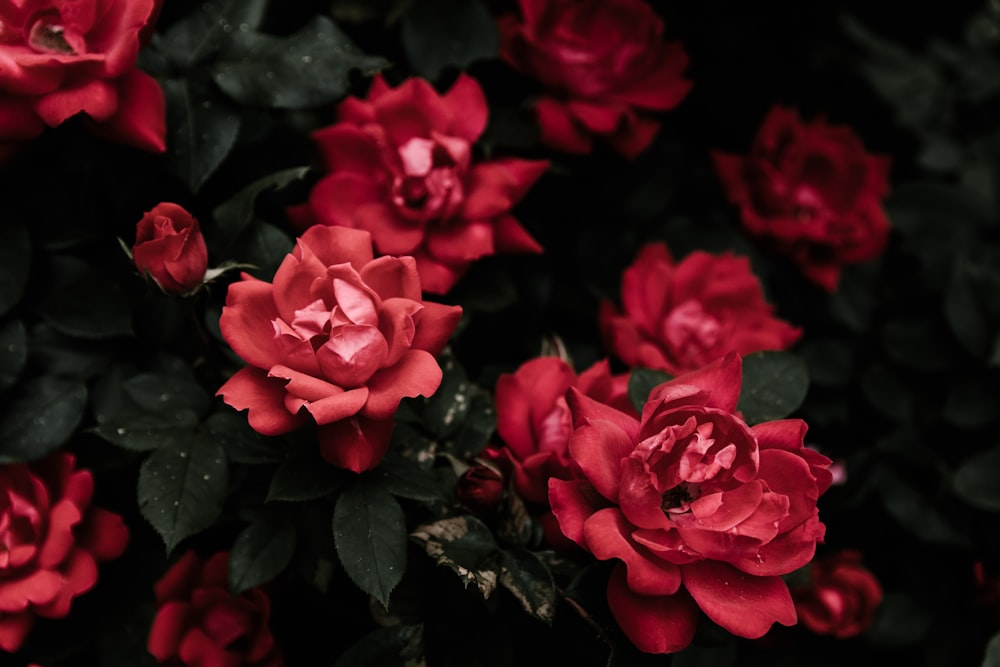 빨간 꽃잎이 달린 꽃의 근접 촬영 사진