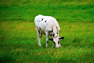 Holstein cows grazing in a lush green field.