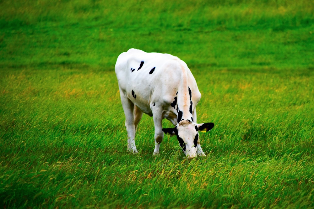 vitello bovino bianco e nero su erbe verdi del prato durante il giorno
