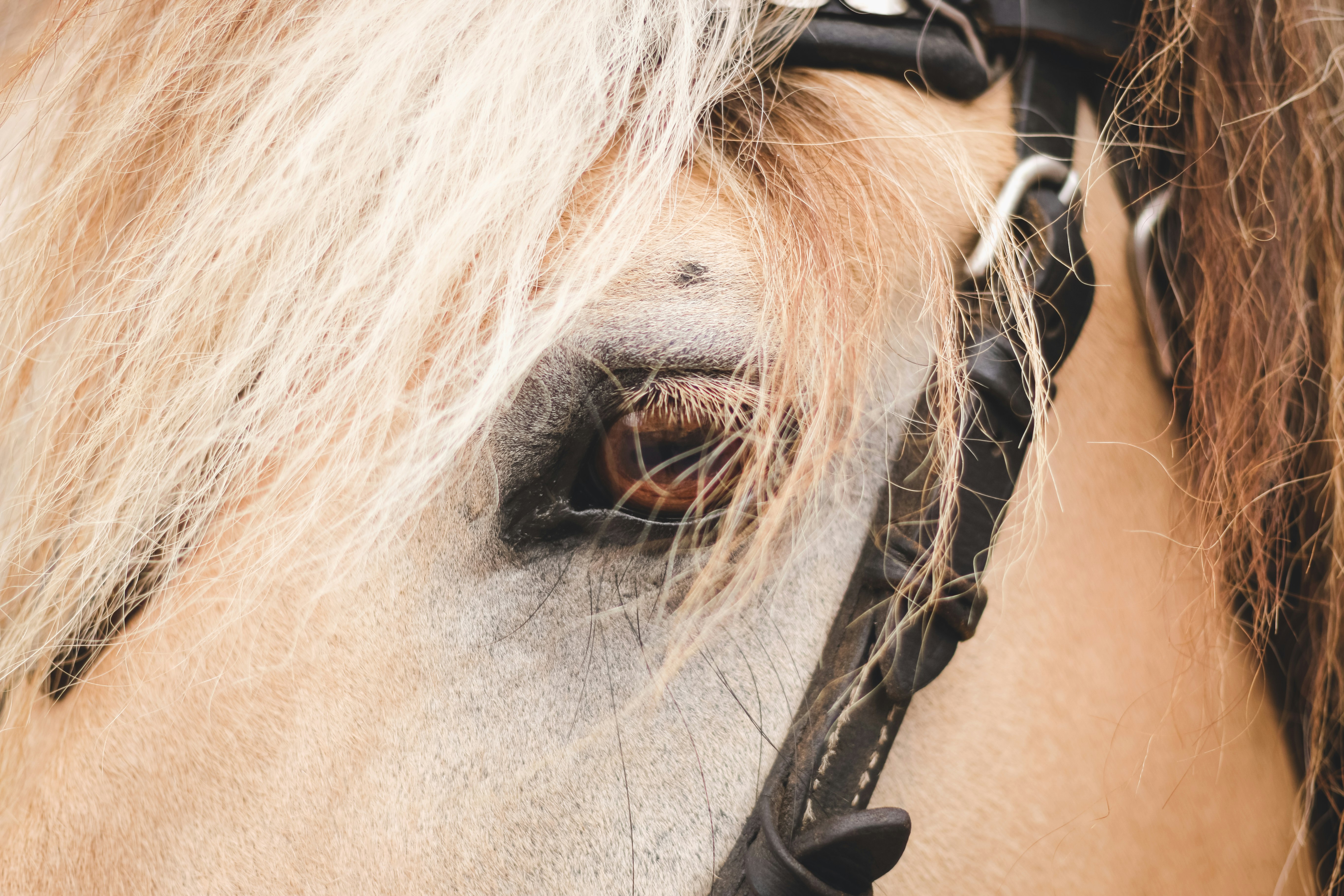 brown horse with saddle