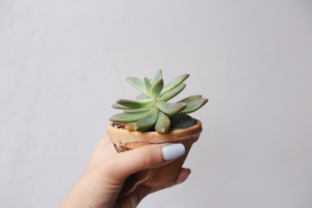 person holding potted green succulent plant