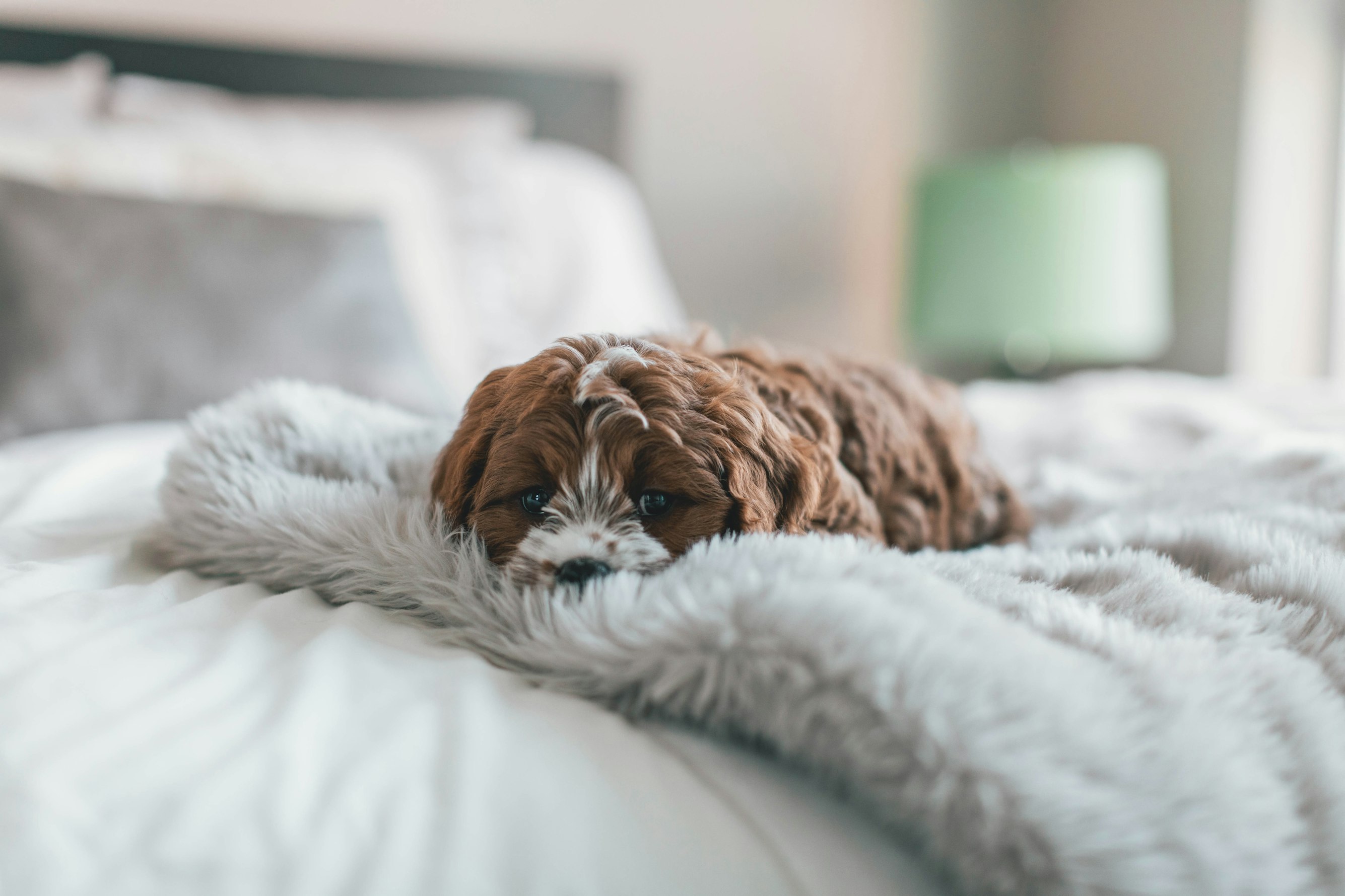 Fluffy puppy laying on soft bedding on bed - Photo by Roberto Nickson on Unsplash