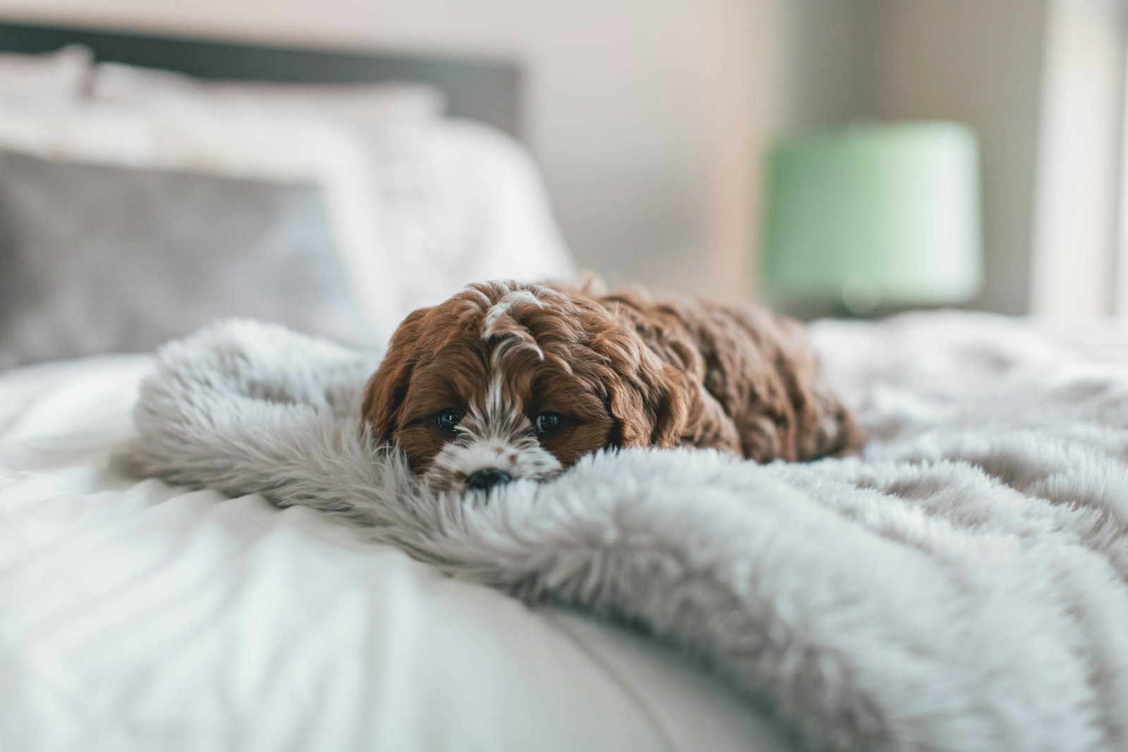 Canon EOS 5D Mark IV + Canon EF 50mm F1.2L USM sample photo. Brown puppy on bed photography