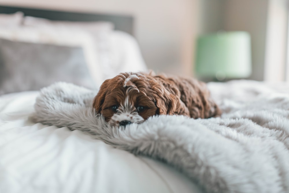 filhote de cachorro marrom na cama