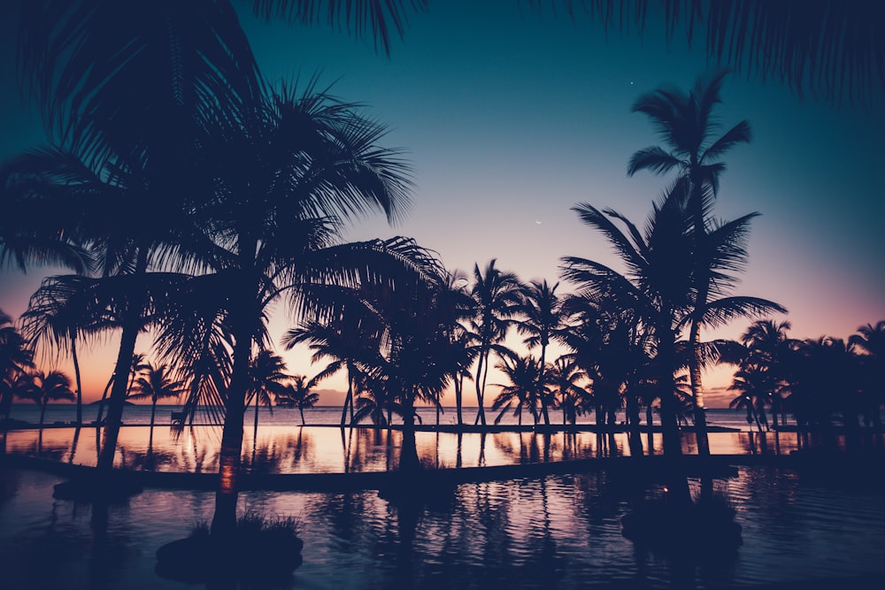 silhouette photo of palm trees