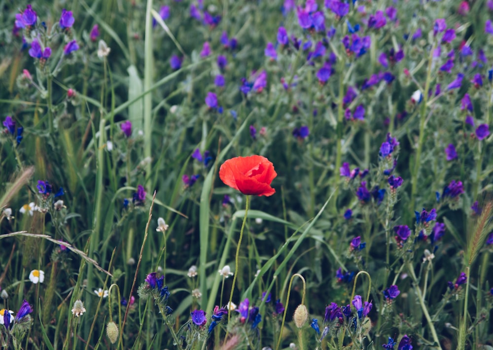 red flower plant