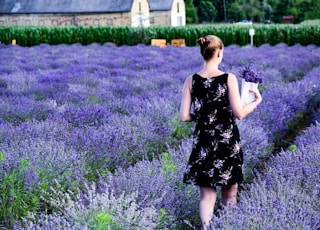 woman walking on purple lavender field