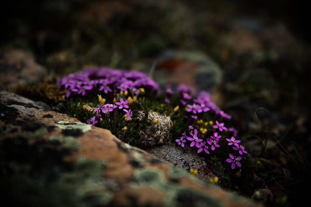 Fotografía de enfoque superficial de flores moradas