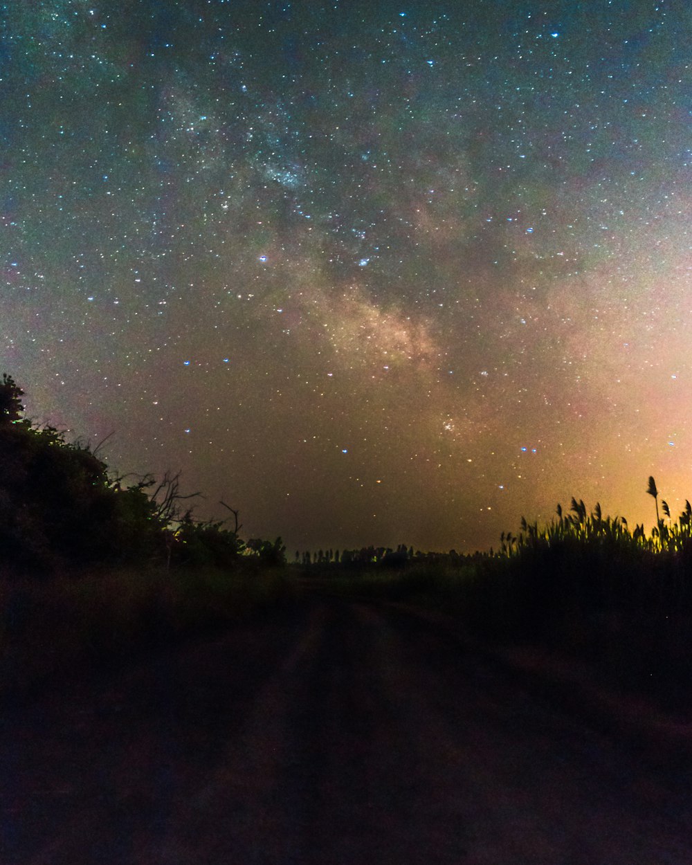 Silueta de árboles durante la noche