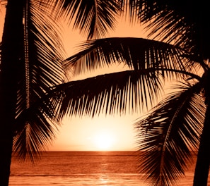 silhouette photography of two coconut trees near body water during golden hour
