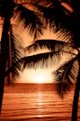 silhouette photography of two coconut trees near body water during golden hour