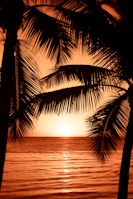silhouette photography of two coconut trees near body water during golden hour