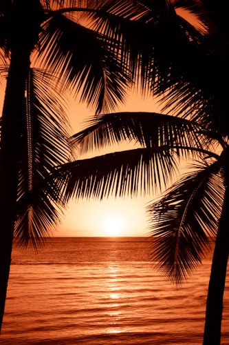 silhouette photography of two coconut trees near body water during golden hour