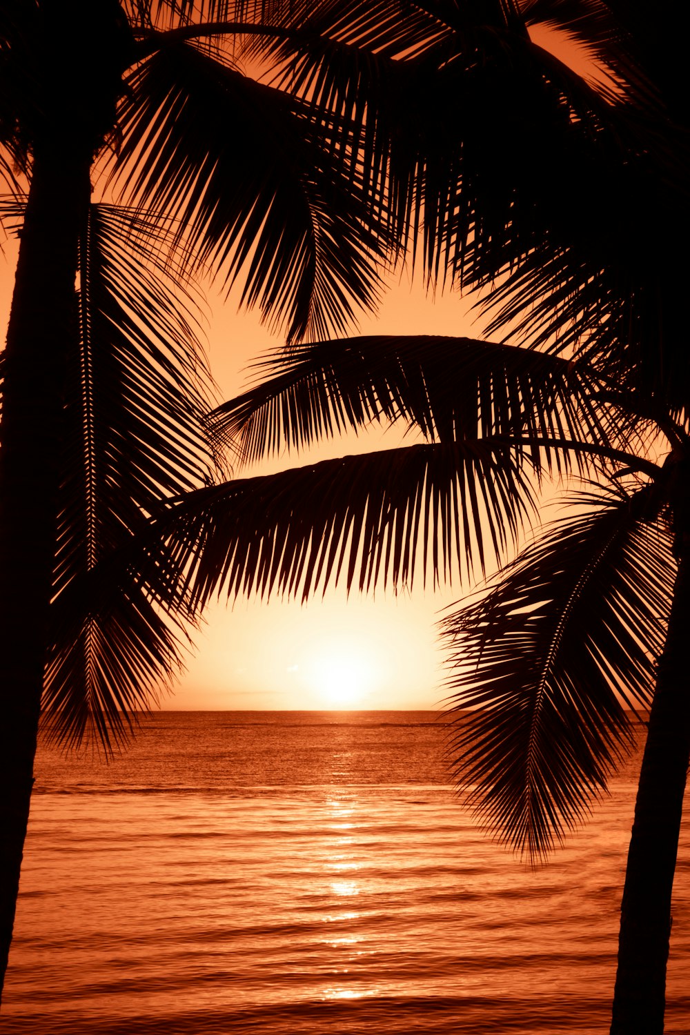 silhouette photography of two coconut trees near body water during golden hour