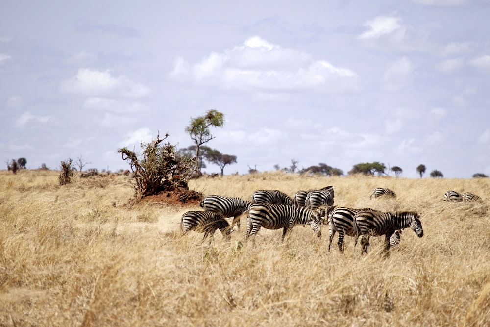 zebras in brown grass field