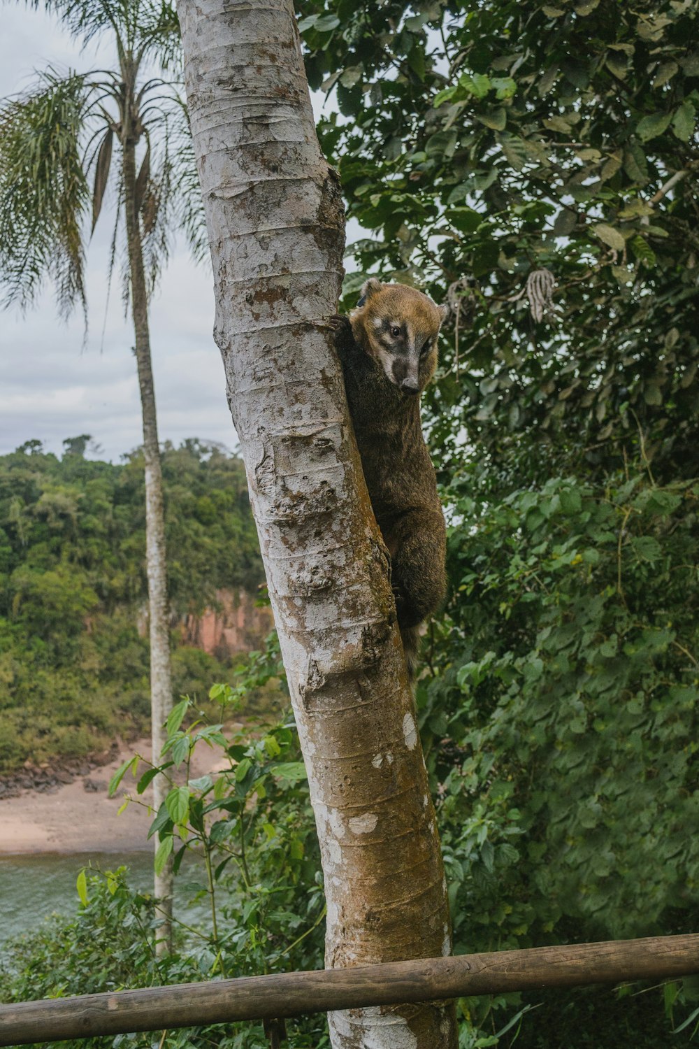animal brun grimpant sur un arbre