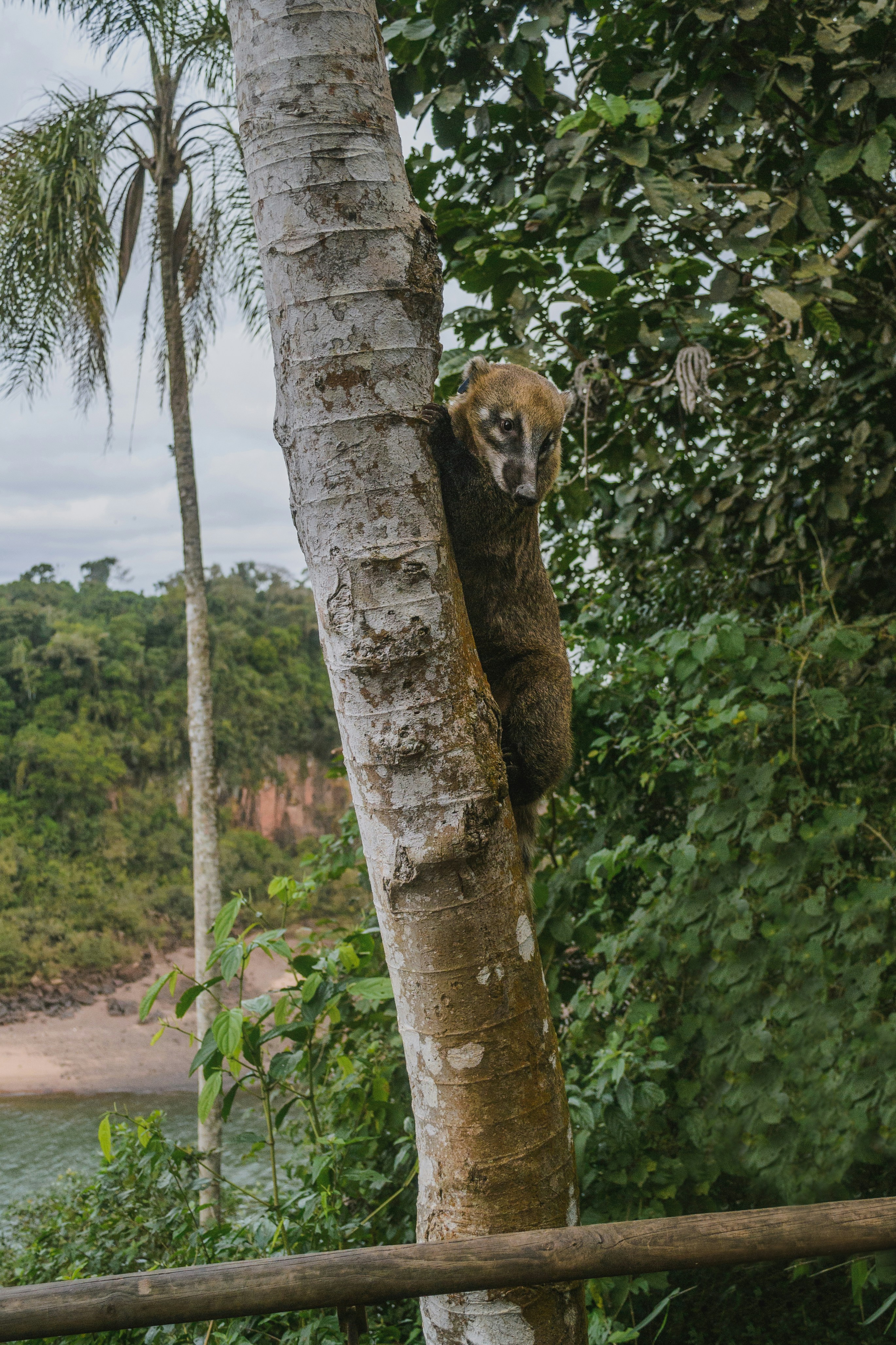 One of many photos, of the trip to the Iguazu Falls, Argentina