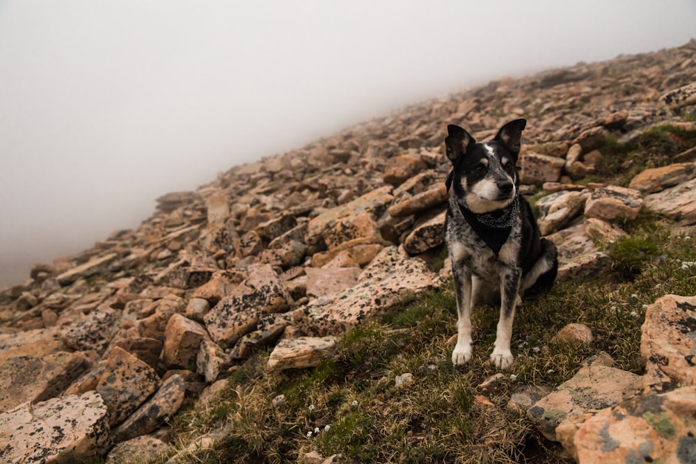 dog on grass field and rocks