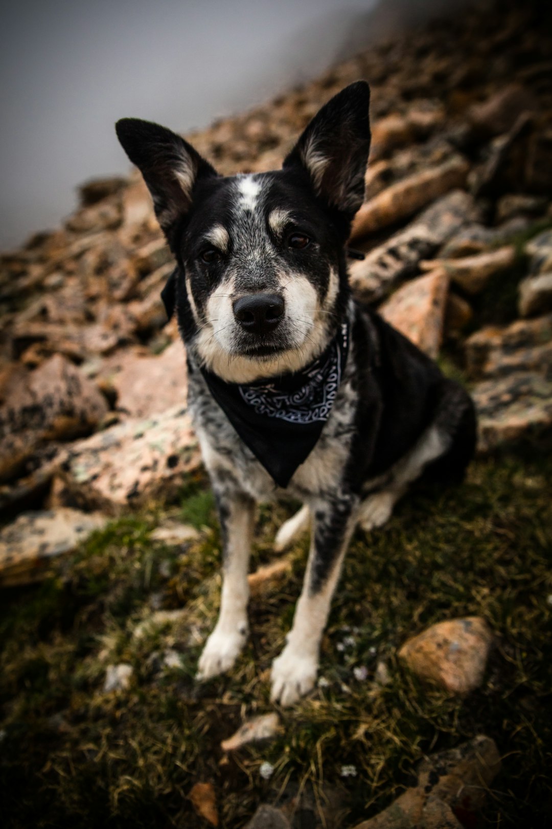 black and white short coated dog on green grass during daytime