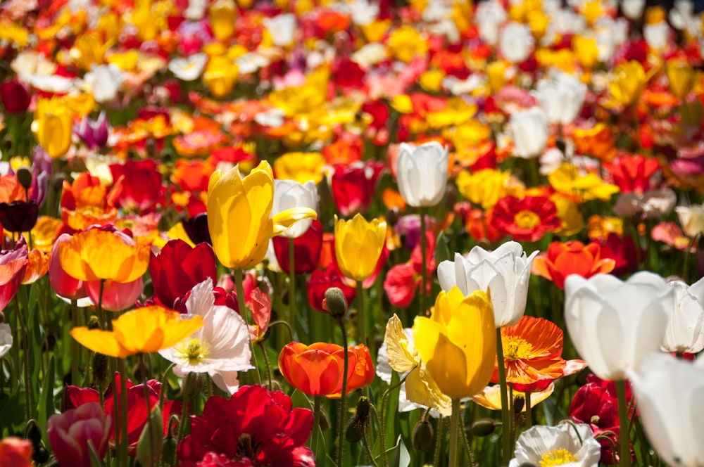 assorted-color petaled flowers at daytime