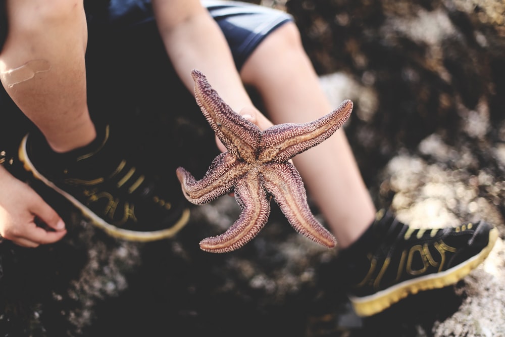 Persona sosteniendo una estrella de mar