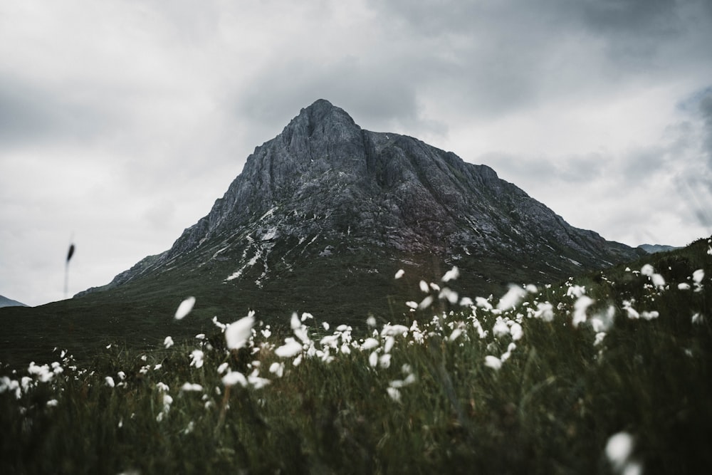 white flowers near rock formation